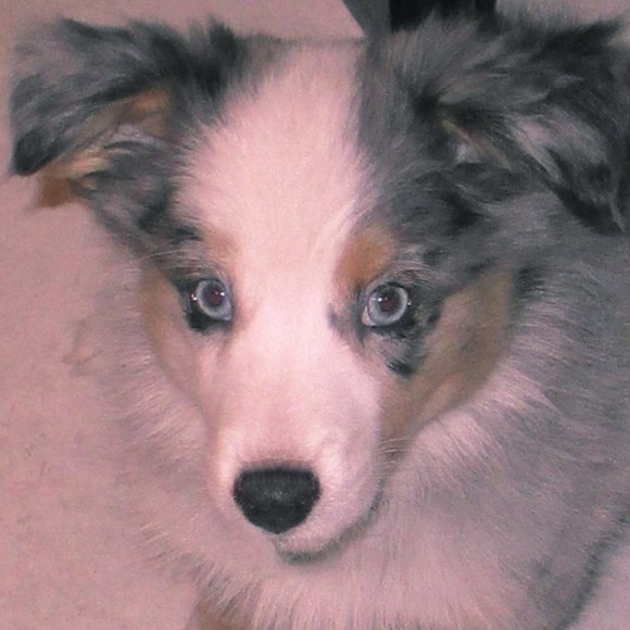 Meet your Posher, Lori - Picture 1 of 5